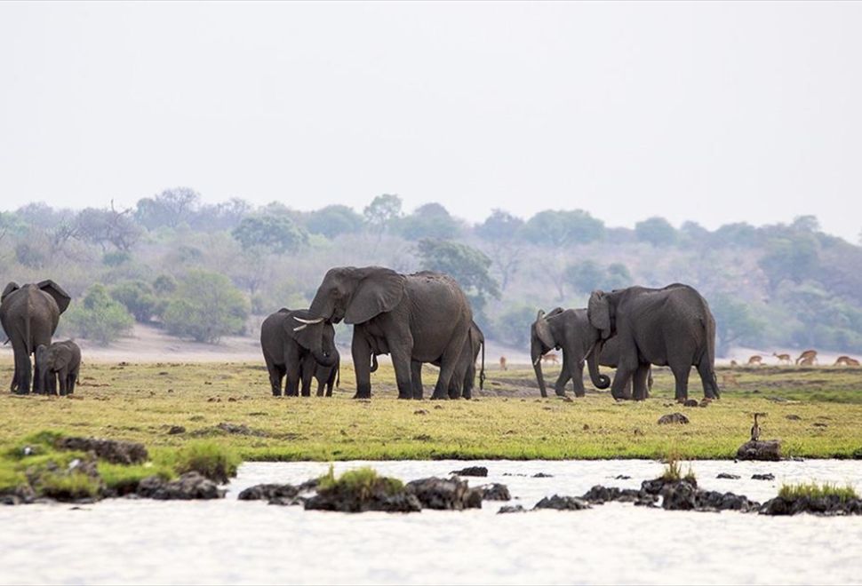 Afrika'nın Fil Cenneti: Chobe Ulusal Parkı