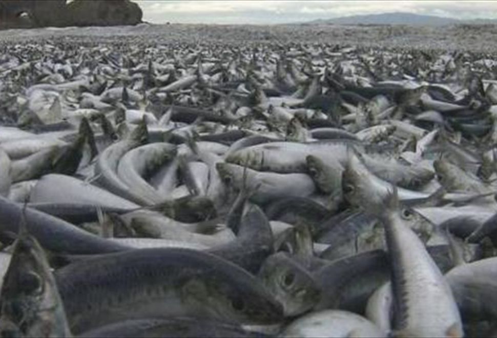 Japonya'nın Hakodate Kentinde Binlerce Balık Kıyıya Vurdu