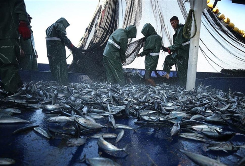 BM: Akdeniz ve Karadeniz'de Aşırı Avlanma Son 10 Yılın En Düşük Seviyesine İndi