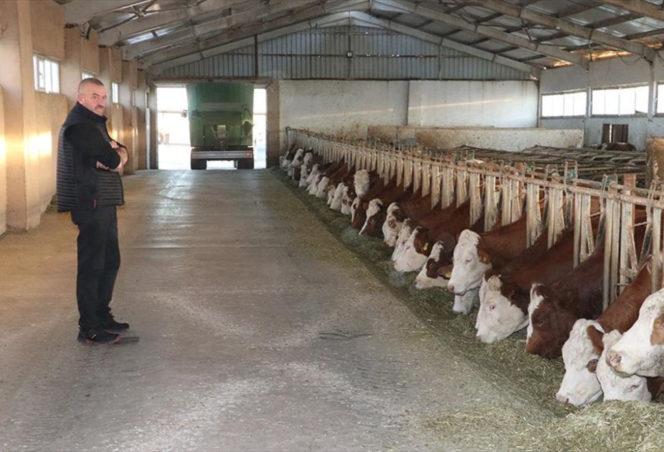 Yozgatlı Üretici Süt Verimini Artırmak İçin İneklere Müzik Dinletiyor
