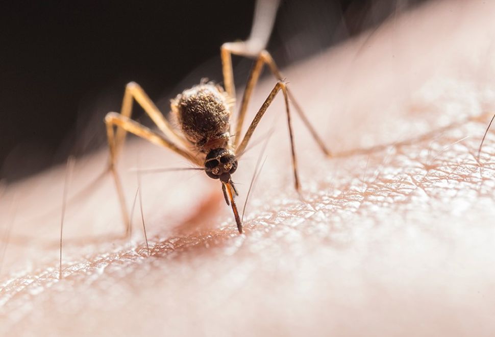 Araştırma: Buruli Ülserine Neden Olan Et Yiyen Bakterileri, Sivrisinekler İnsanlara Bulaştırıyor
