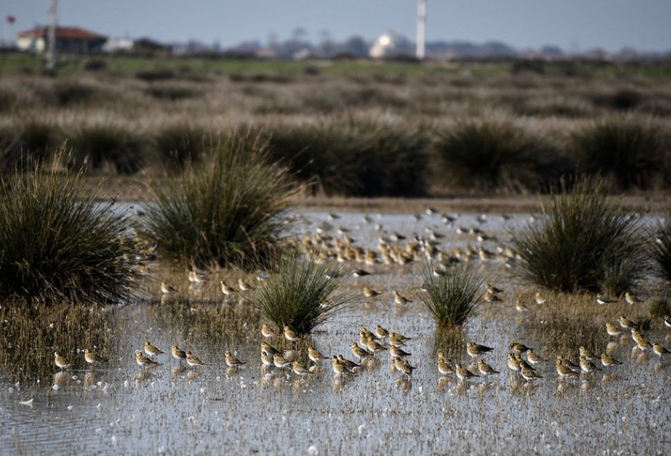 Kızılırmak Deltası Kuş Cenneti'ni Geçen Yıl 100 Bin Ziyaretçi Gezdi