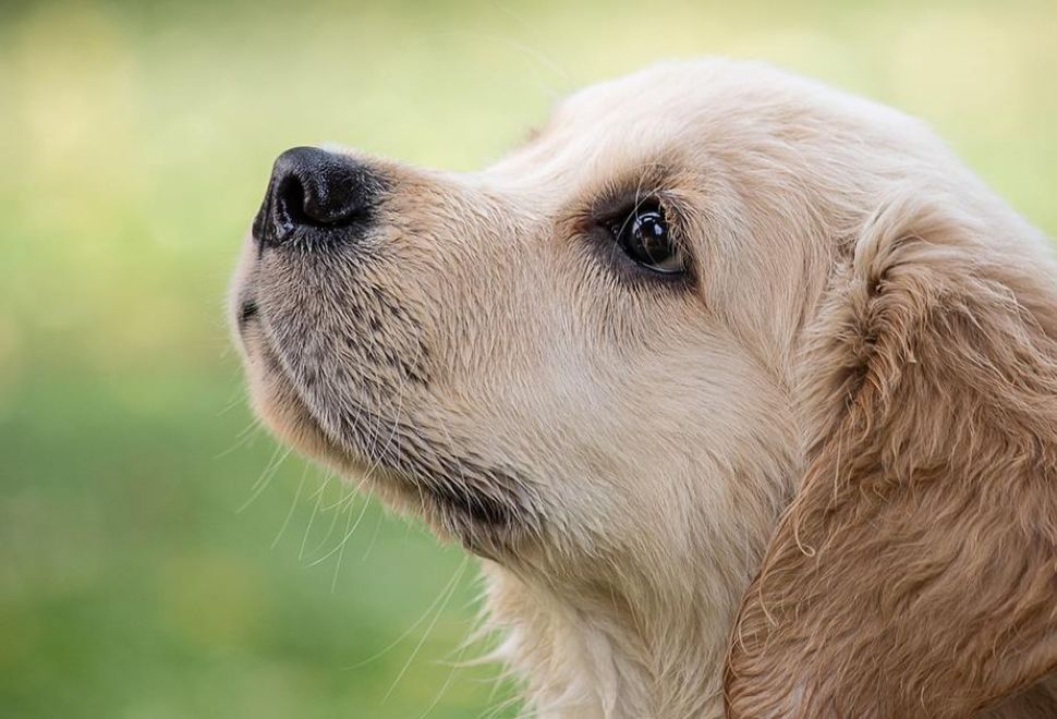 Araştırma: Köpeklerin Ömrü İle Burun Uzunlukları Ve Vücut Boyutları Arasında Bağlantı Tespit Edildi