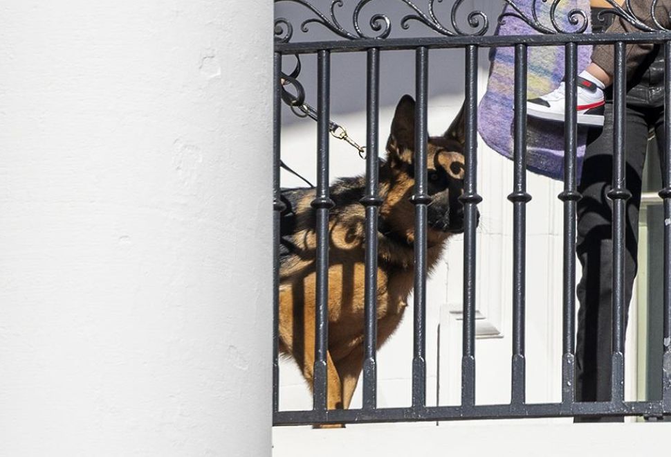 Biden'ın Saldırganlığıyla Bilinen Köpeğinin En Az 24 Gizli Servis Personelini Isırdığı Ortaya Çıktı