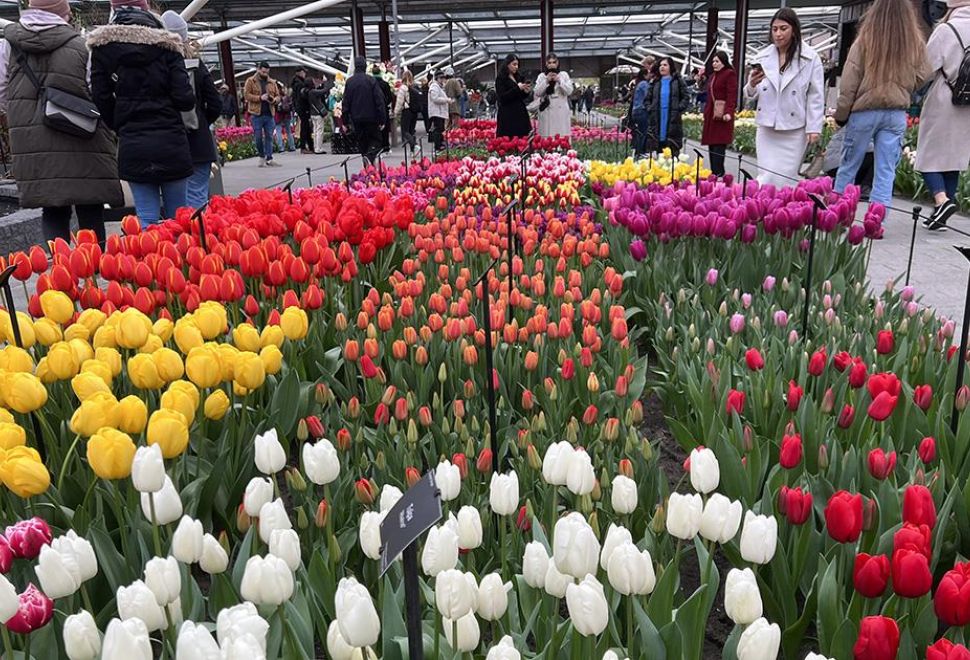 Hollanda'da Dünyanın En Büyük Lale Bahçelerinden Keukenhof, 75. Kez Ziyarete Açıldı