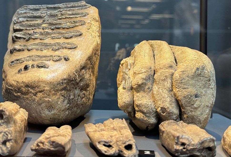 Samsun'da 14 Yıl Önce Tesadüfen Bulunan Mamut Fosilleri Sergilenmeye Başlandı