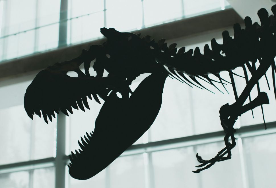 Dinozorlar Çağı'nda Yaşamış Dev Deniz Sürüngeni Türü Keşfedildi