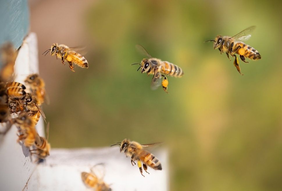 Arı Ölümleri ve Ekosistem Dengesi