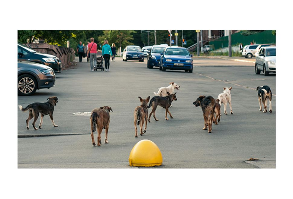 Köpeklerin Uyutulmasına Karşıyız!