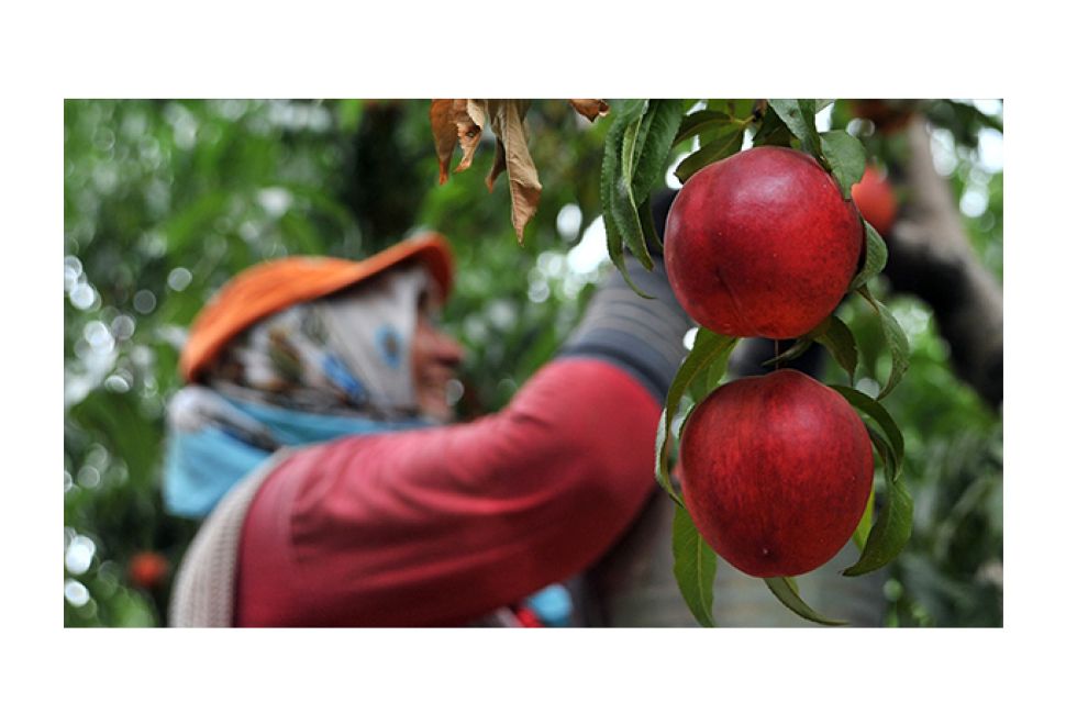 Bursa Şeftalisi AB’de Tescillendi