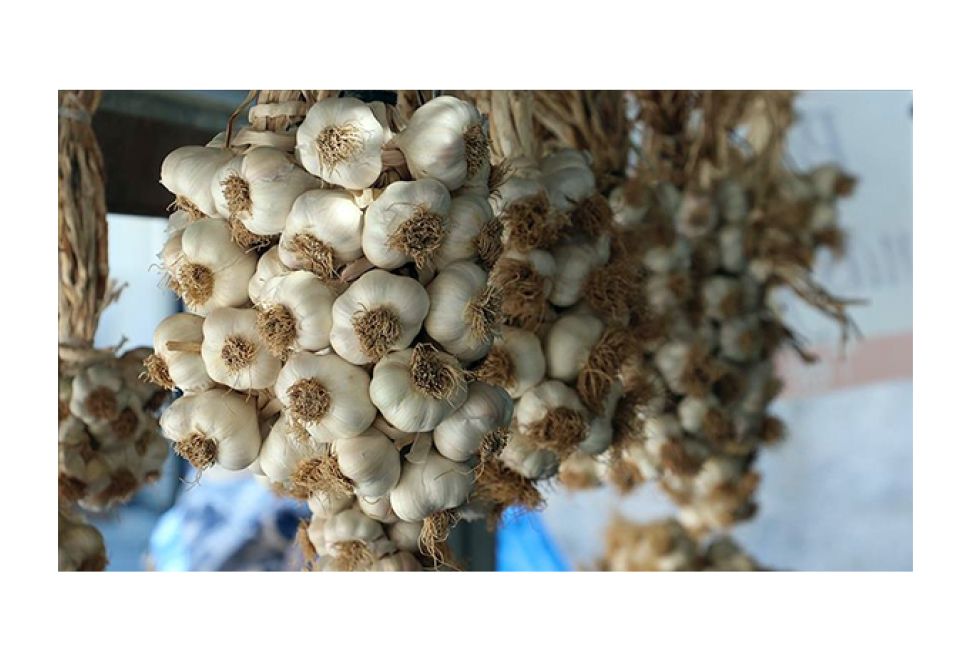 AB Tescilli Taşköprü Sarımsağında Hasat Süreci Sona Erdi