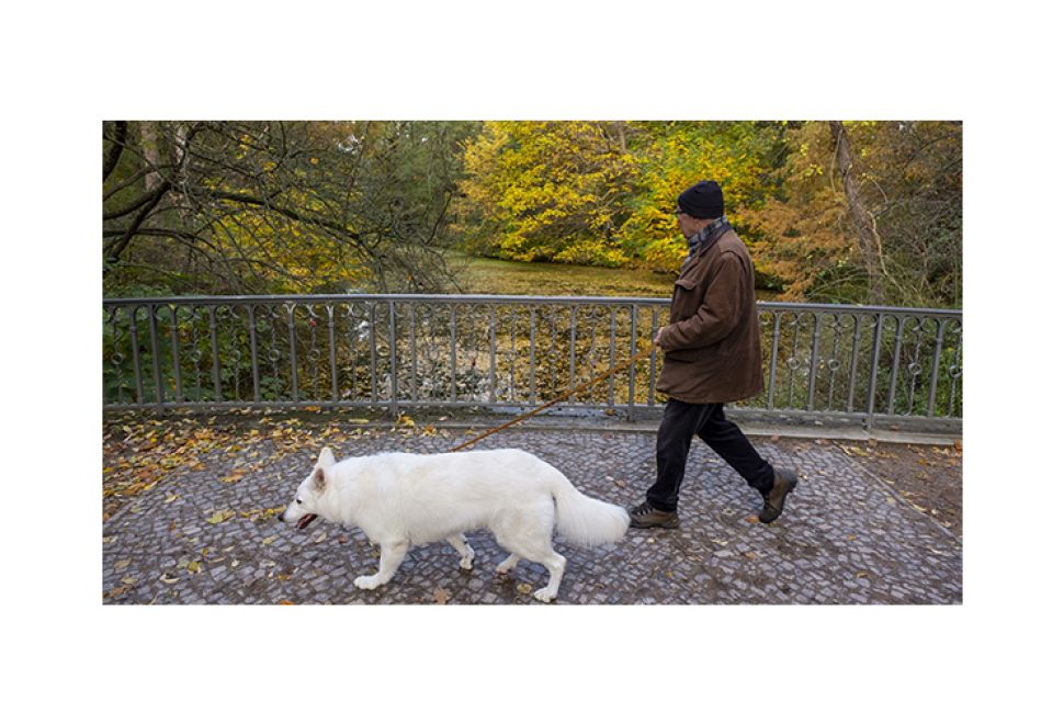 Köpek Sahipliği Vergisi Rekor Seviyede