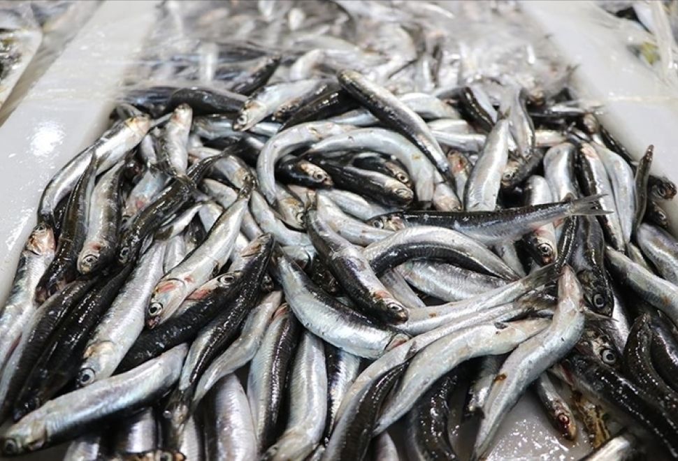Hamsi Avcılığında Kota Uygulaması, Stoklardaki Düşüşü Engellemiyor
