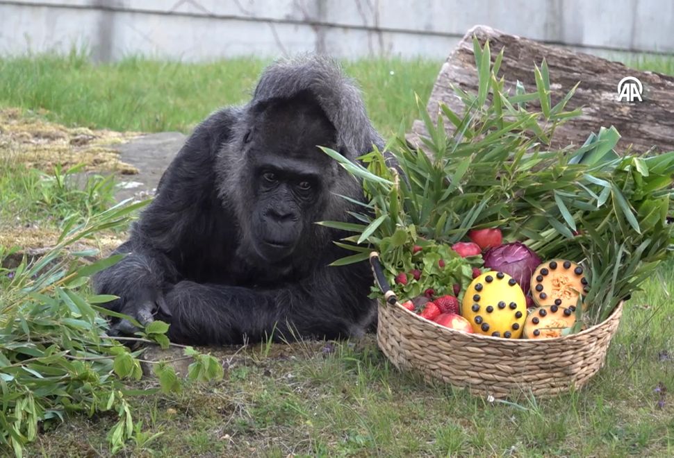 Berlin’in En Yaşlı Gorili Fatou, 68 Yaşında