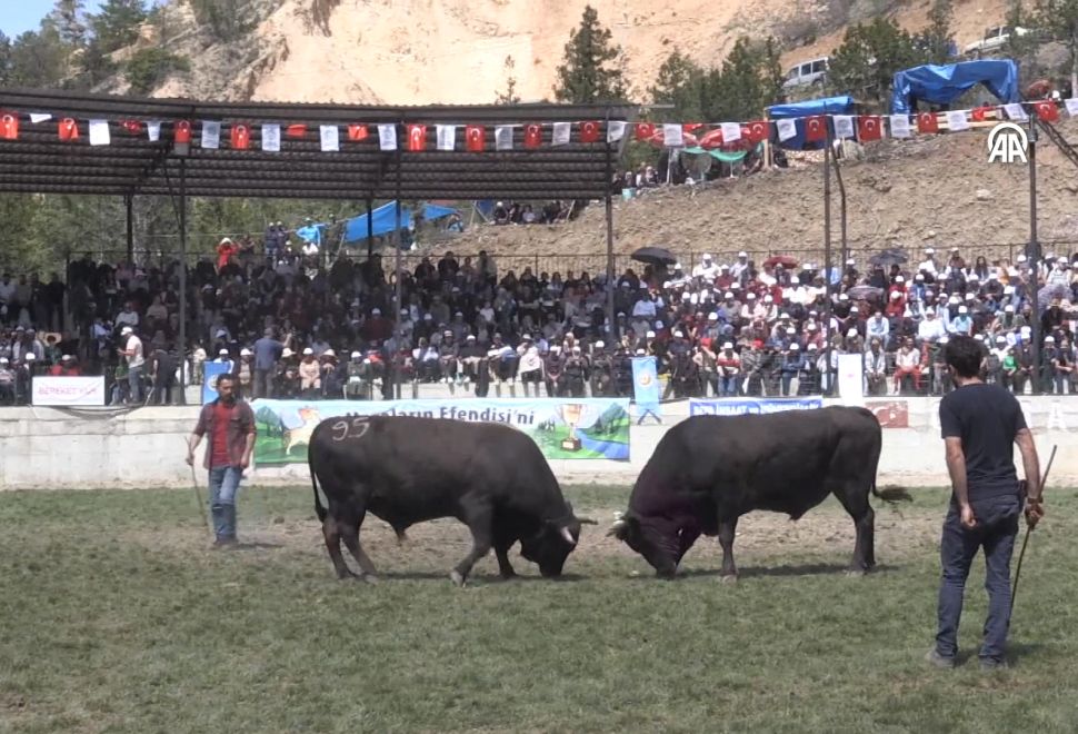 Artvin’de Asırlık Gelenek, Boğalar Arenada