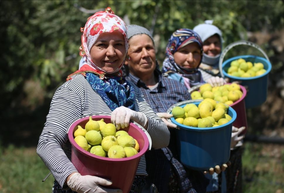 AB Tescilli Aydın İnciri’nde Hasat Sezonu Başladı 