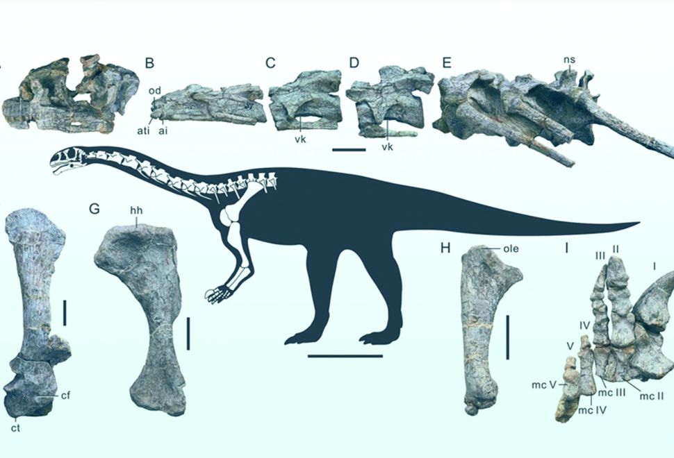 Çin'de Yeni Dinozor Türü Keşfedildi