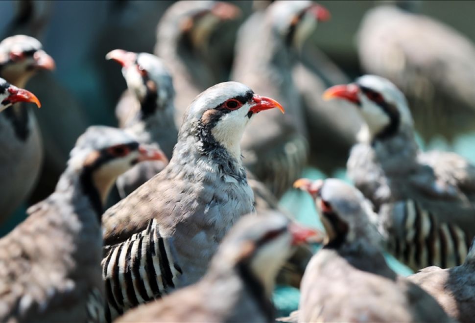 Konya’da 100 Bin Keklik Üretildi, Kekliklerin Çoğu Doğaya Salındı