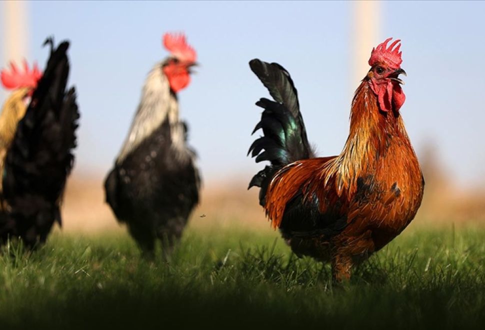 Denizli Horozu Koruma Altında