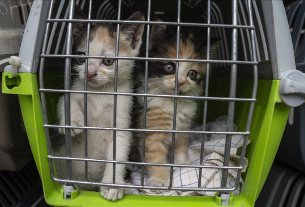 AB Mahkemesi, Uçuşlarda Evcil Hayvanların Bagaj Muamelesi Görebileceğine Hükmetti