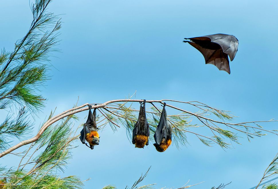 Yarasalar, Yunuslar ve Robotlar Rotalarını Nasıl Koruyor: Tiergarten'de Uzun Bilim Gecesi