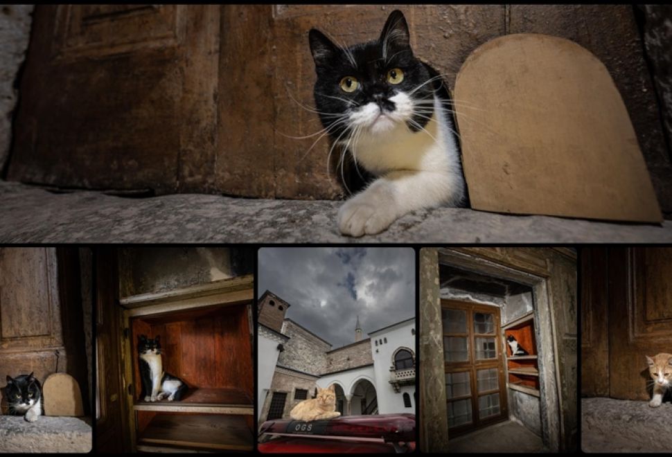 Topkapı’da Tarihi Kedi Kapısı Açıldı, Mülayim’in Torunu Şerbet Görevde