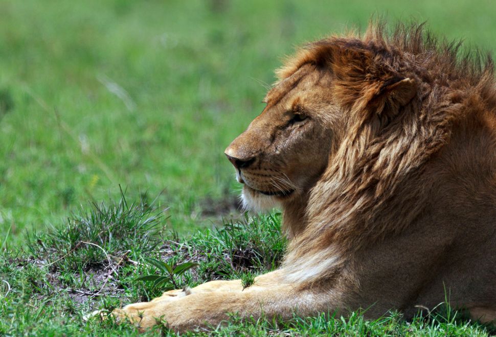Genç Aslan Jadoo Zürih Hayvanat Bahçesi'ne Transfer Edildi