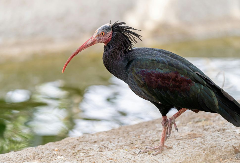 Kuş Gribi: Hayvanat Bahçesi Önlem Alıyor