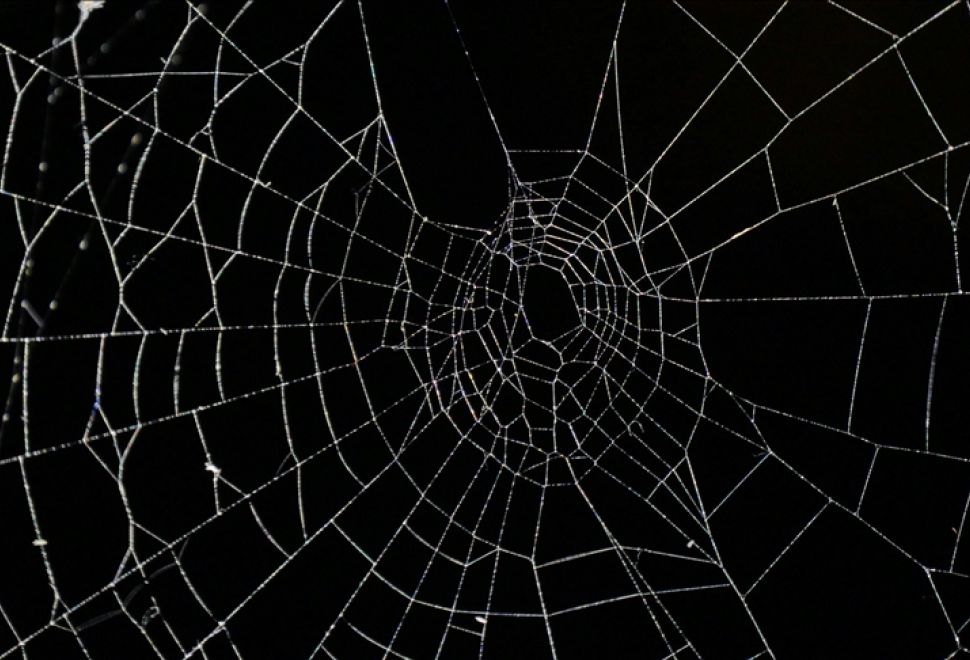 Dünyanın En Büyük Örümcek Ağı Bulundu