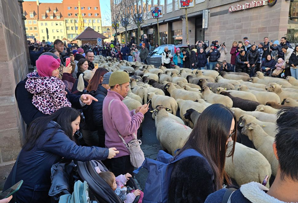 Yüzlerce Koyun Nürnberg Merkezinde Dolaştı